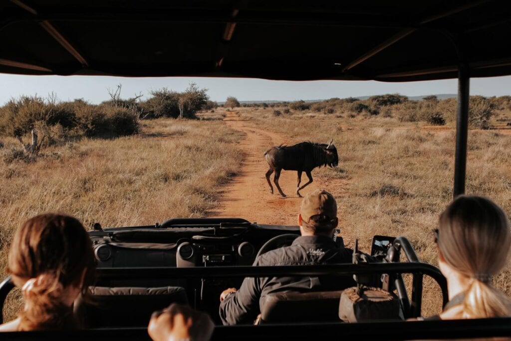 Wildebeest crossing the road during an African safari game drive