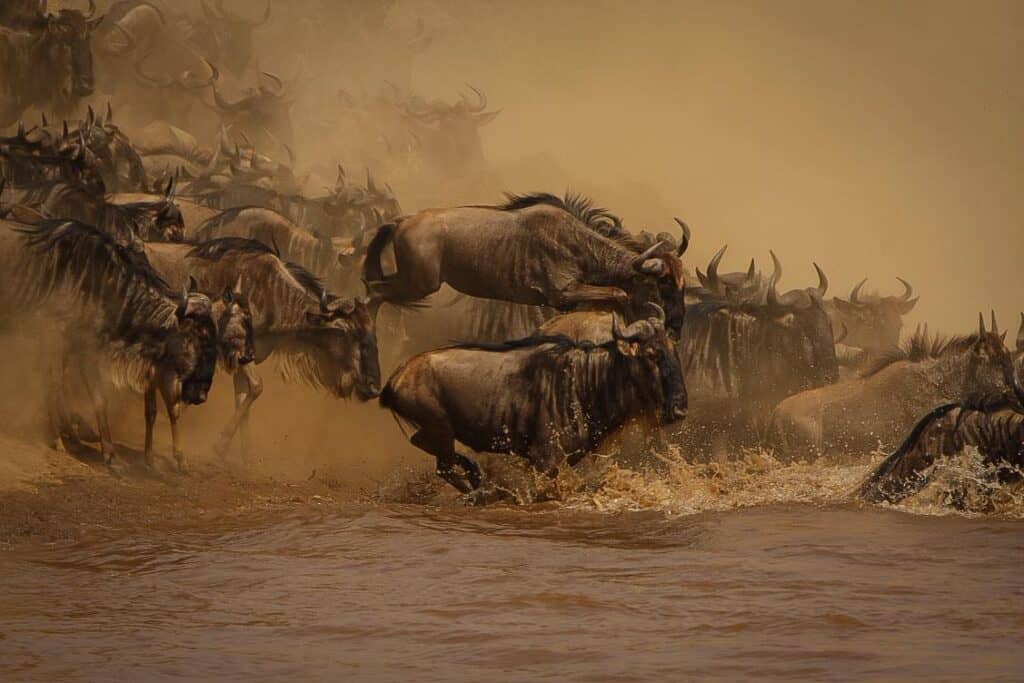 Wildebeest crossing the Mara river during the Great Migration