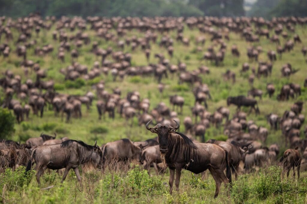 Wildebeest grazing in the savannah