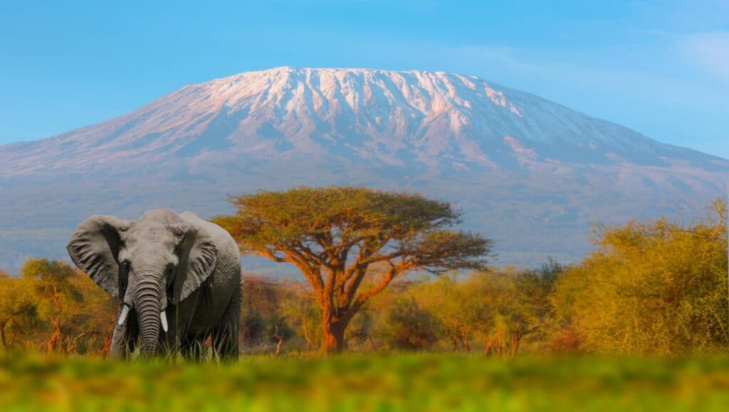 View of Mount Kilimanjaro with an elephant in the foreground