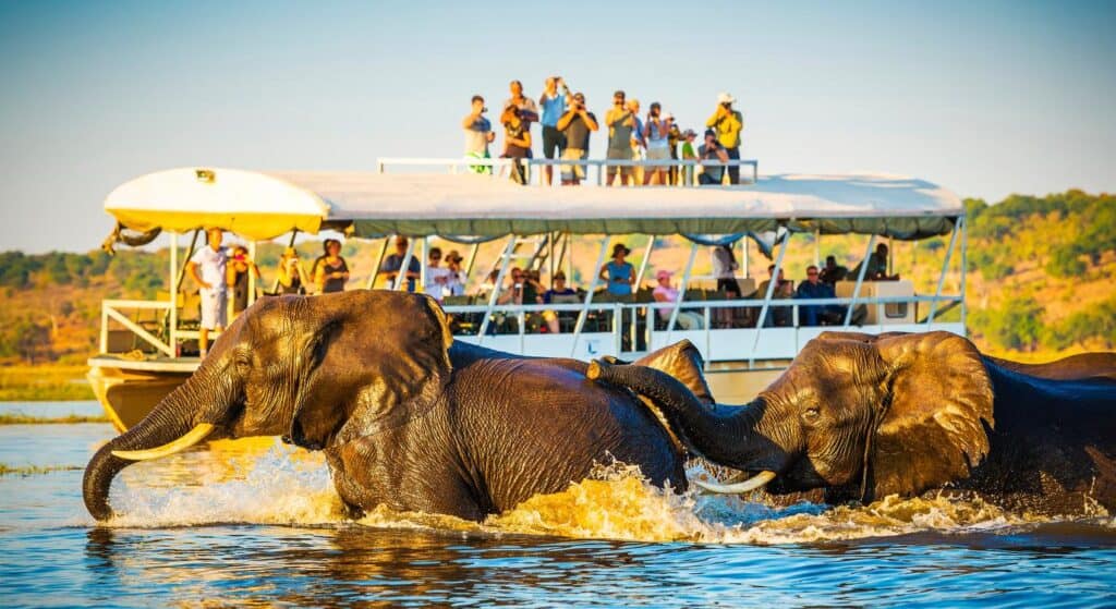 Boat safari watching elephants bathing in river