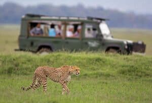 Cheetah roaming in the savannah