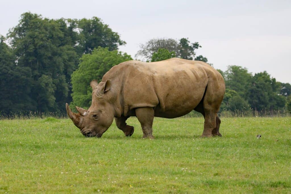 Endangered black rhino