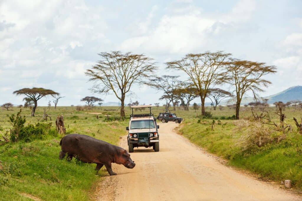 Safari game drive in safari jeep