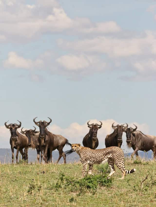 A lone cheetah standing in front of a herd of onlooking Wildebeest