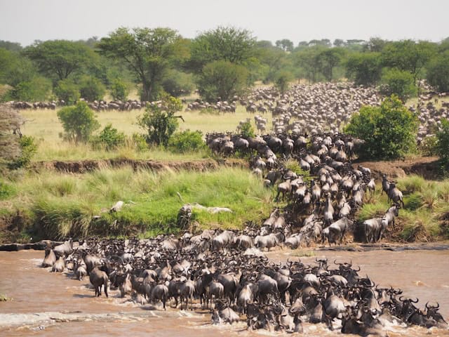 Great-wildebeest-migration-crossing-Mara river at Serengeti National Park, Tanzania