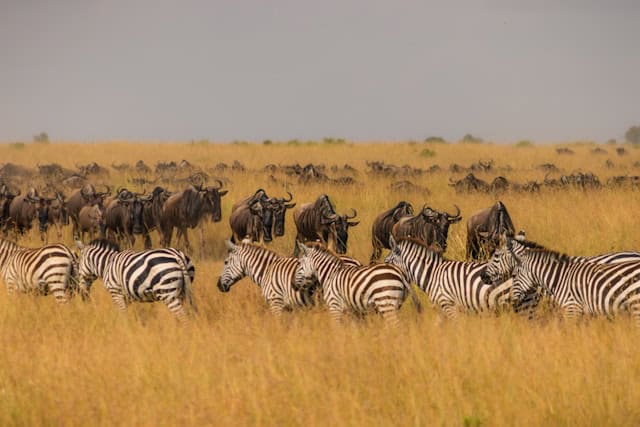 Herds of wildebeest and zebras cross each other during the Great Migration in the Masai Mara