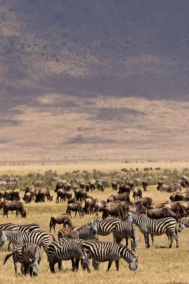 Large herds of Zebra and Wildebeest grazing in the African bush