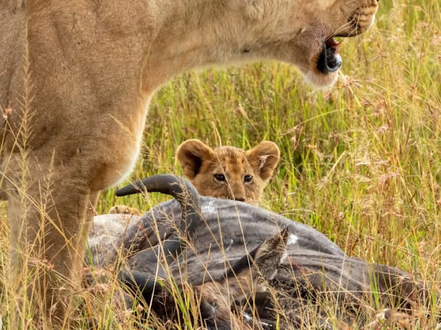 Lioness and cub standing over Wildebeest