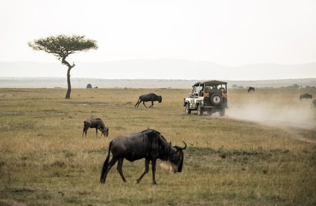 Safari vehicle driving through the Wildebeest migration path