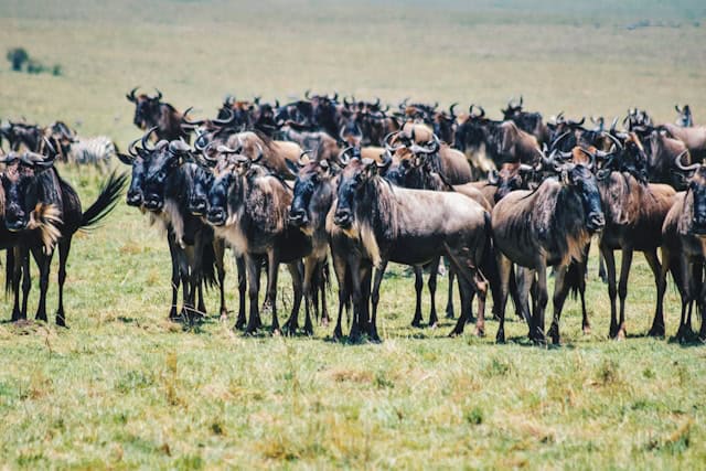 Wildebeest at Maasai Mara National Reserve, Kenya