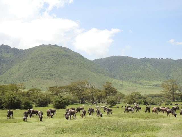 Wildebeest at Ngorongoro Conservation Area Tanzania