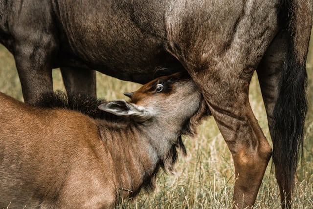 Wildebeest calf and mother