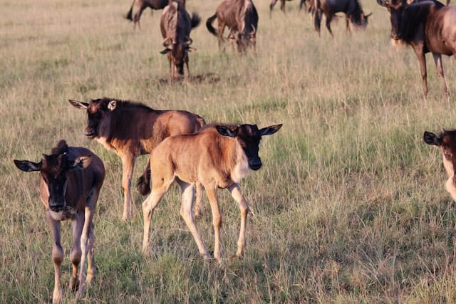 Wildebeest calves staying close to the herd