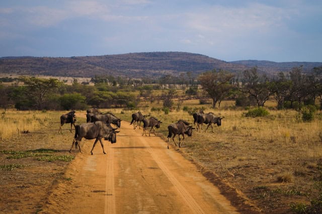 Wildebeest crossing a road during the Great Migration