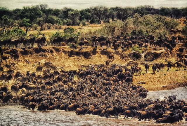 Wildebeest crossing the Mara River in Kenya