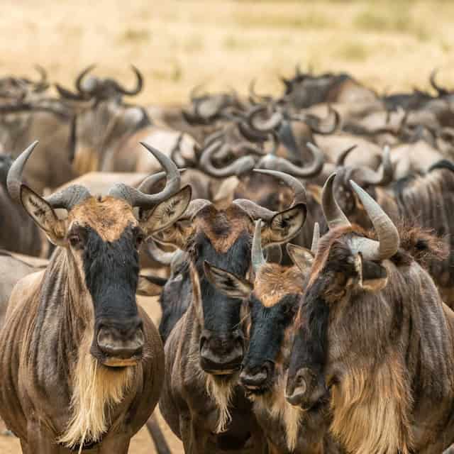 Wildebeest in Maasai Mara