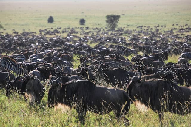 Wildebeest migration Serengeti Tanzania