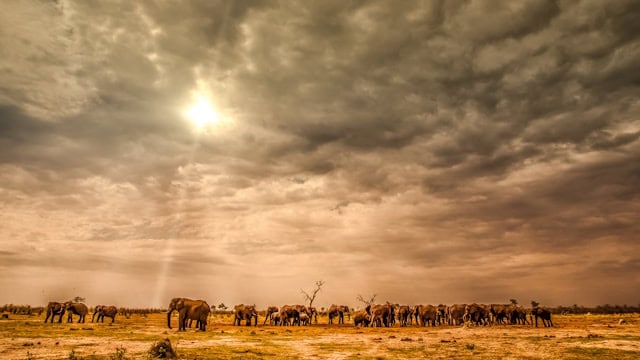 Elephant herd in the savannah on a hot day (Unsplash)