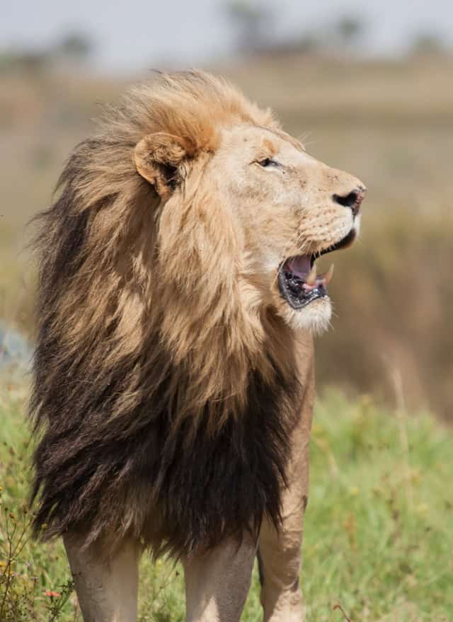 Big 5 Safari Animals Kenya - Lion (Unsplash)