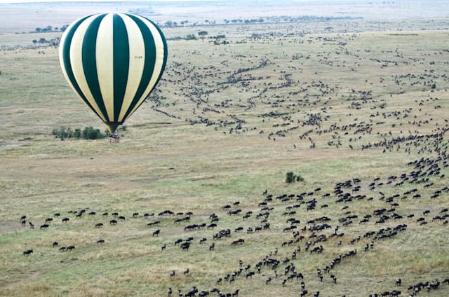 Hot air balloon flying over thousands of wildebeest over the Masai Mara in Kenya