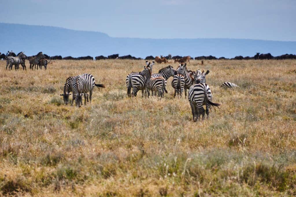 Zebras in the savannah