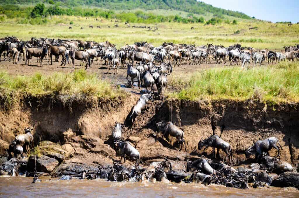Great Wildebeest migration crossing the Mara River