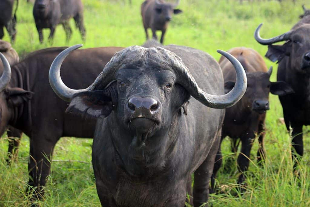 Buffalo in grasslands