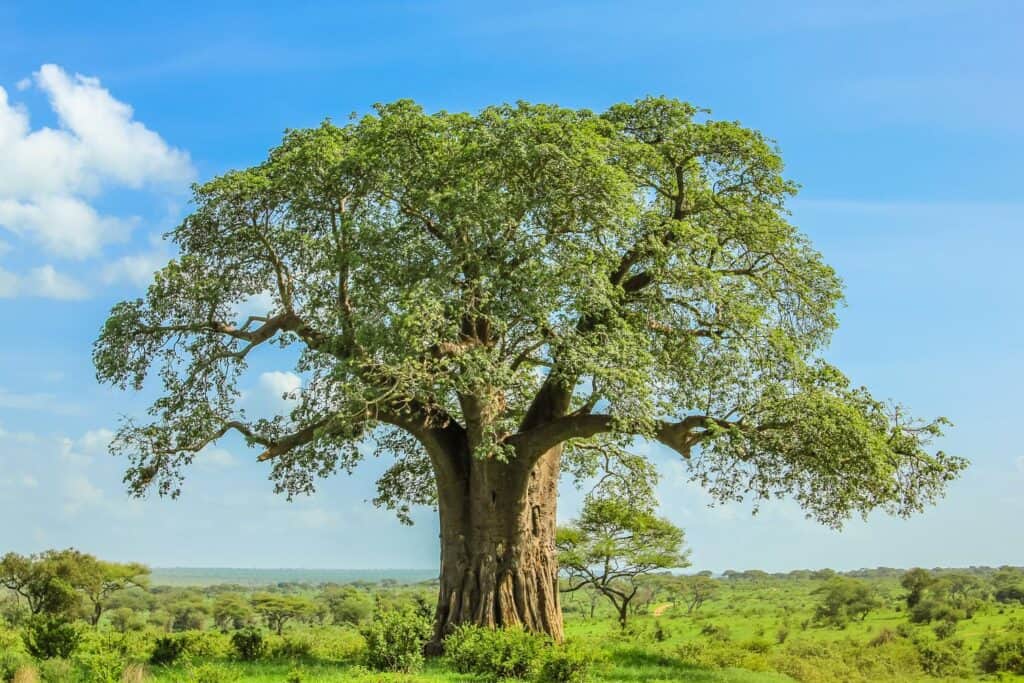Baobab tree in the savannah