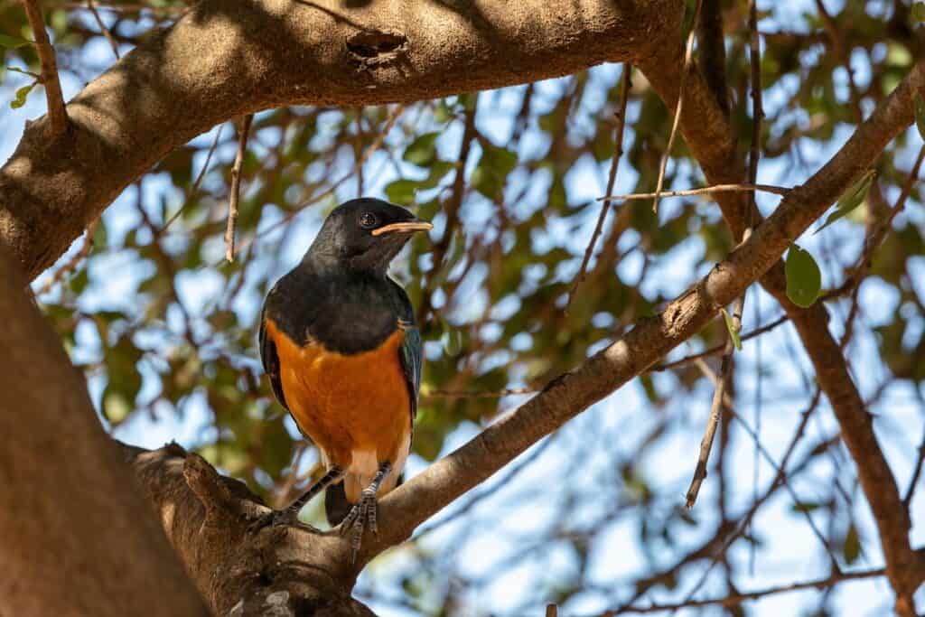 Bird perched on a shady tree