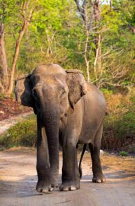 Elephant on the road