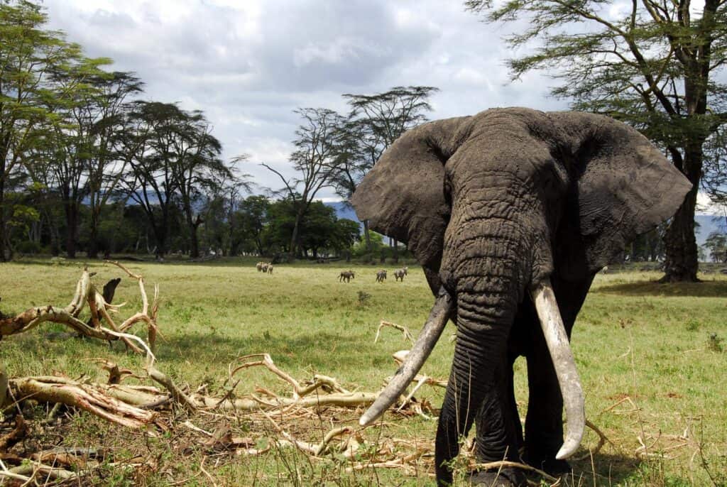 Elephant with huge tusks