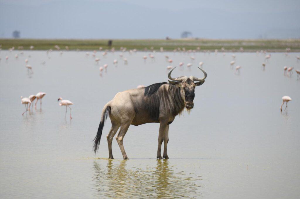 Lake Amboseli