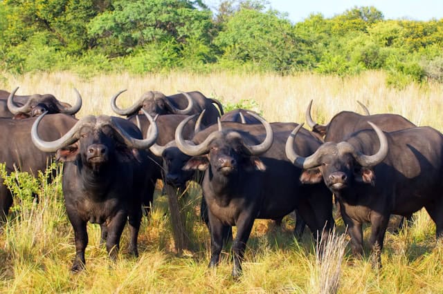 Big 5 Safari Animals Kenya - African Buffalo aka Cape Buffalo (Unsplash)