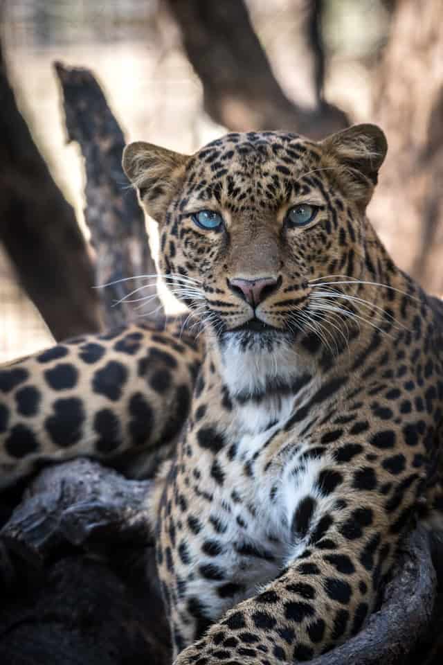 Big 5 Safari Animals Kenya - Leopard (Unsplash)