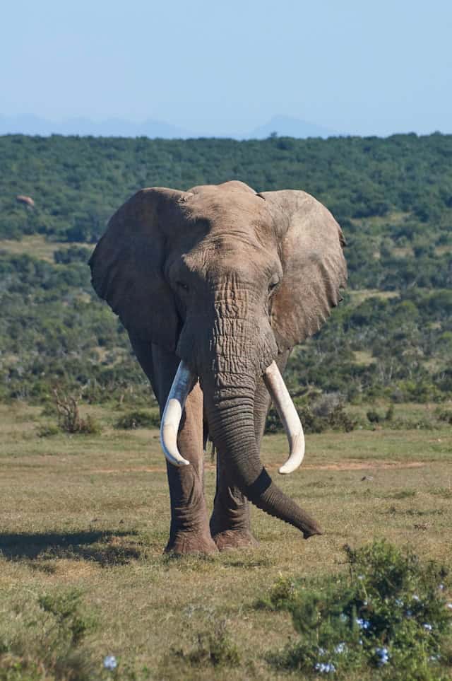 Big 5 Safari Animals Kenya - Elephant (Unsplash)